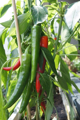 BDSresolve Chilli seeds all variety combo PACK OF 153 Seed(153 per packet)