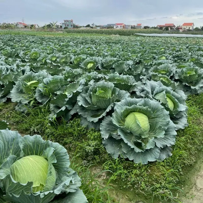 MYLAWN Organic green cabbage Seed(50 per packet)