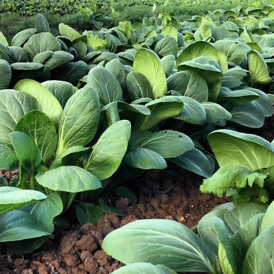WILLVINE VMR -XI Pok Choi Cabbage Chinese [2.5g] Seed(750 per packet)
