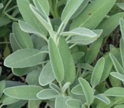 WILLVINE PUAS-431 Sage (Salvia Officinalis) Broad Leaved Seed(200 per packet)