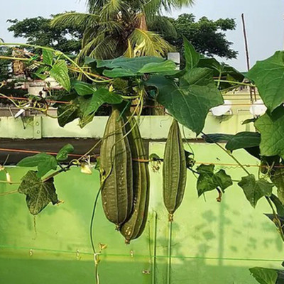 SeeGreen hybrid ridge Gourd Seeds 5 pcs per packet Seed(5 per packet)
