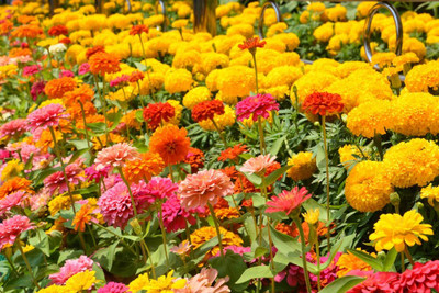CRGO ZINNIA Seed(85 per packet)