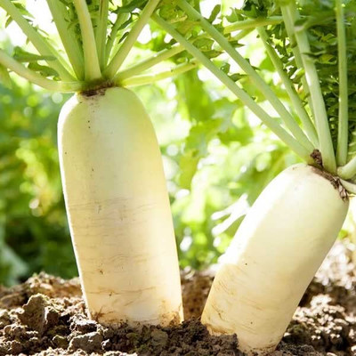 LPR MULI ,WHITE RADISH Seed(60 per packet)