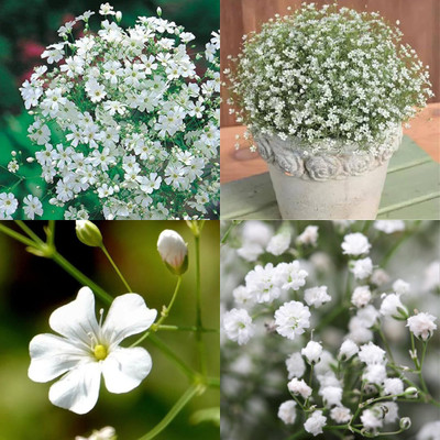 sbains Garden gypsophila seeds no of seeds 14 Seed(14 per packet)