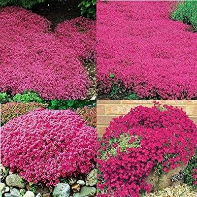 NooElec Seeds India Magic Red Creeping Thyme Seeds for Planting Heirloom Seed(50 per packet)