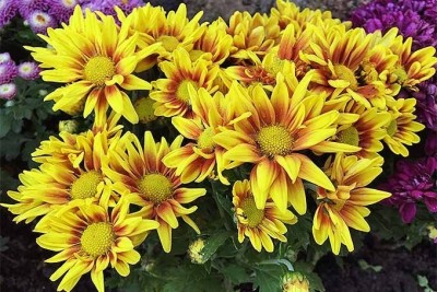 Quentova Chrysanthemum Flower-8Z-RXI Seed(50 per packet)