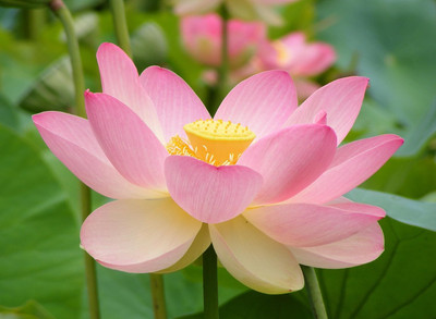 LPR LOTUS,KAMAL Seed(20 per packet)