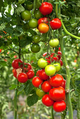 Profchef tomato Seed(55 per packet)