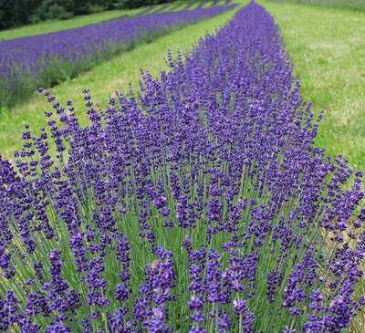 MOOFGA Lavandula angustifolia , true lavender Seed(150 per packet)