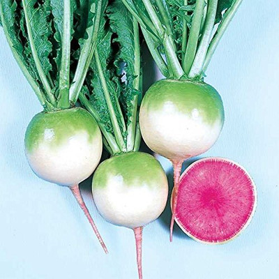 ActrovaX RADISh ROUND GREEN VARIETY [2000 Seeds] Seed(2000 per packet)
