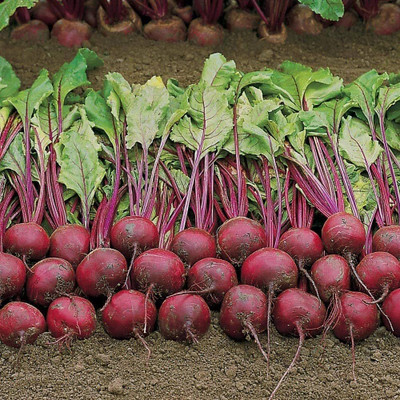 BDSresolve sugar beetroot seeds for planting/beetroot seed 131 Seed(131 per packet)