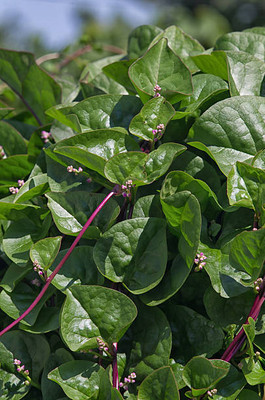 seedito Spinach Seed(33 per packet)