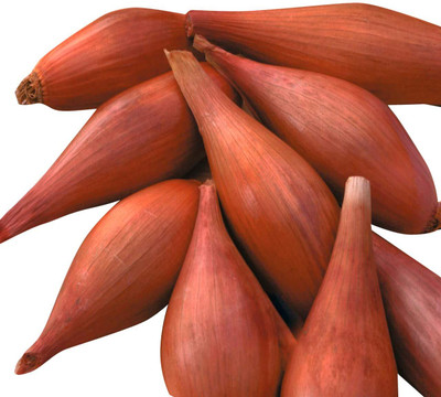 KNESSiN Designer Shallot red Onion-{1200 Seeds} Seed(1200 per packet)