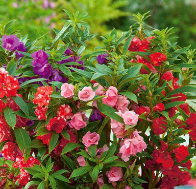 Quentova Rose Garden Dwarf Balsam Flowers Blend-XIL Seed(40 per packet)