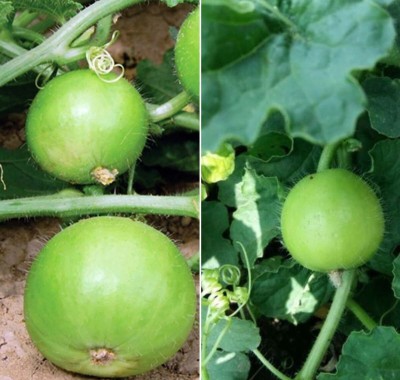 Quentova Tinda Apple Gourd-CTU-5L Seed(150 per packet)