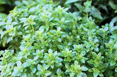 WILLVINE XLL-30 Boxwood Basil Seeds Seed(1000 per packet)