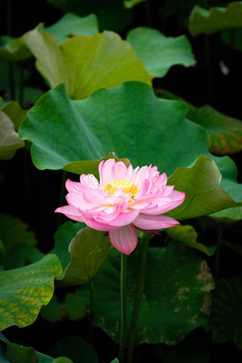Aro LOTUS,KAMAL SEEDS Seed(25 per packet)