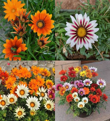 ibains Gazania seeds for planting biij 13 Seed(13 per packet)