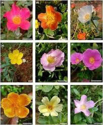 Aywal Portulaca (Mixed), 10 O Clock Seed(100 per packet)