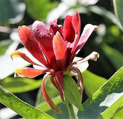 VibeX ® XXL-5 Carolina Allspice Calycanthus Floridus Seed(50 per packet)