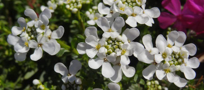 Lorvox white Evergreen Candytuft Flowe Seed(90 per packet)