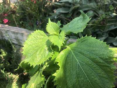 VibeX LXI-22 - Kaori Ao Shiso Perilla - (2250 Seeds) Seed(2250 per packet)