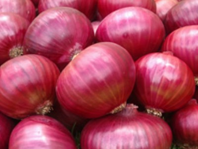 Quentova Nasik Onion-LTK-7D Seed(300 per packet)