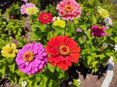 Seedsqlty zinnia flower seeds combo, high germination (55 seeds) Seed(55 per packet)