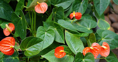 Seedsqlty Anthurium plant seeds mix colour, high germination (55 seeds) Seed(55 per packet)