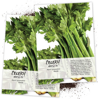 CYBEXIS XLR-23 - Celery Utah Tall - (750 Seeds) Seed(750 per packet)