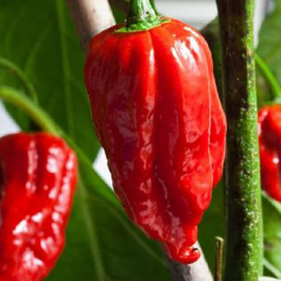 KNESSiN Hot Pepper Seed(1250 per packet)