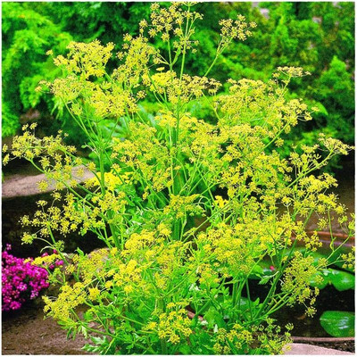 Qualtivate PAU-104 Dill Seeds Fragrant Hardy Seed(500 per packet)