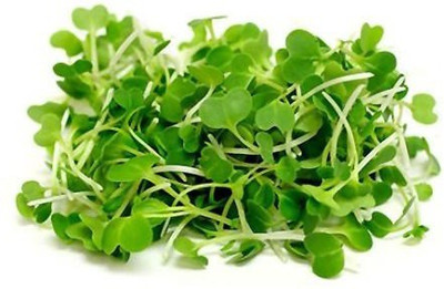 CYBEXIS PAK CHOI MICROGREEN SEEDS-100 Seeds Seed(100 per packet)