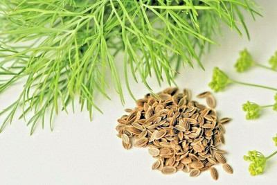 Qualtivate NDIR-263 Dill Autumn Drought Tolerant Seed(500 per packet)