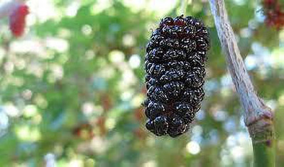 Oliver MULBERRY (shshatoot) fruit seeds Seed(39 per packet)