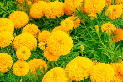 SIDDHI AGENCIES marigold/gende ka phool flower seeds Seed(50 per packet)