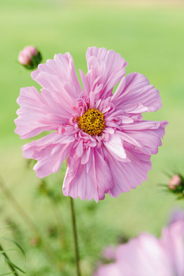 Quentova Cosmos bipinnatus Double Click Rose-22U-KWI Seed(100 per packet)
