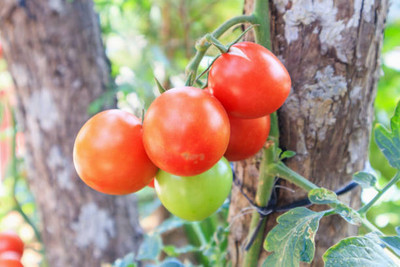 Herbocure tomato Seed(105 per packet)