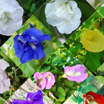 SREE Aparajita Double Mixed Seeds All Color, Butterfly Pea Seeds, Clitoria Ternatea Seed(35 per packet)
