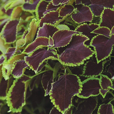 Qualtivate PUAS-6A Coleus Chocolate Mint Seeds Seed(200 per packet)