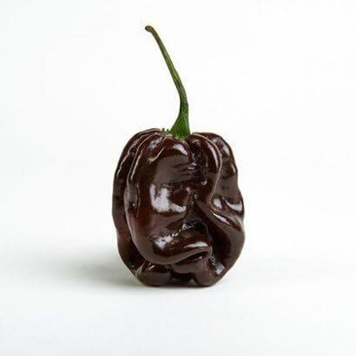 KNESSiN Chocolate Habanero Chilli Seed(1250 per packet)