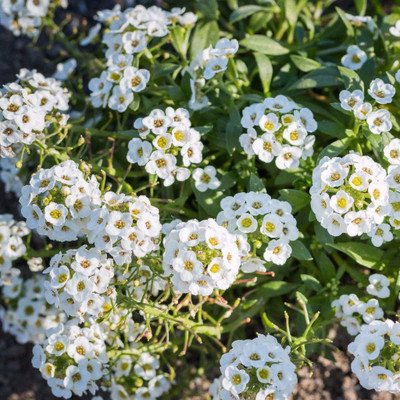 Aywal Alyssum Mixed Hybrid Flower Seed(30 per packet)