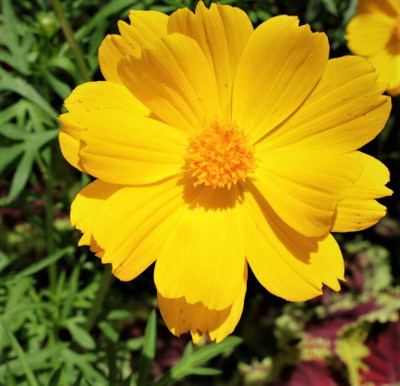 Seedsqlty cosmos flower seeds yellow, high germination (15 seeds) Seed(15 per packet)
