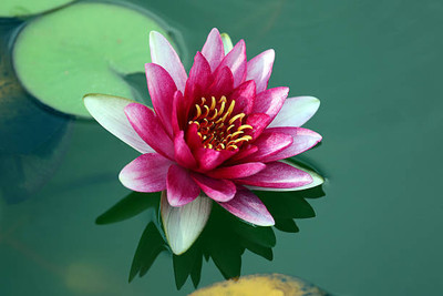 ABN Retail lotus,kamal gatta Seed(11 per packet)