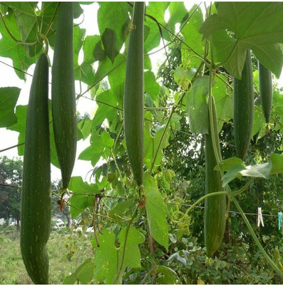 UGRA Sponge Gourd seeds Seed(80 per packet)