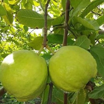 Lorvox Red Guava/Amrud/Amrood Fruit Seed(15 per packet)