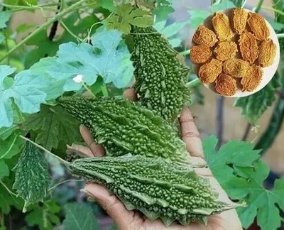 Ankur Farm Bitter Gourd, Karela Seed(20 per packet)