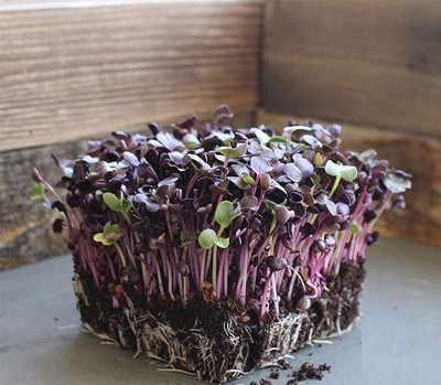 CYBEXIS RADISH PURPLE SANGO MICROGREENS-100 Seeds Seed(100 per packet)