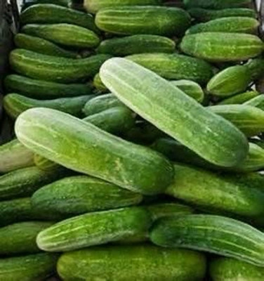 Dasstote Cucumber plant seed ( pack of 15) Seed(15 per packet)