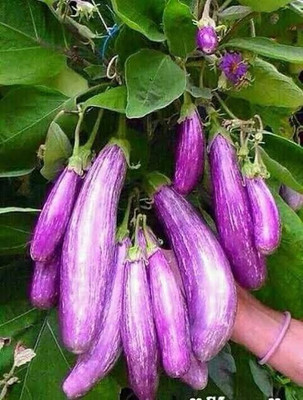Greenfall Brinjal Seeds for Container Gardenin Seed(50 per packet)